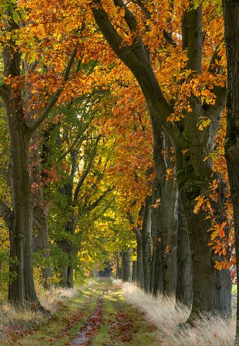 Avenue de chênes en automne, en portrait