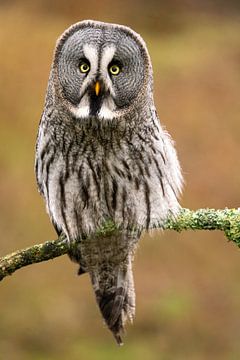 Lapland owl by Durk-jan Veenstra