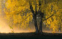 Morning fog in autumn