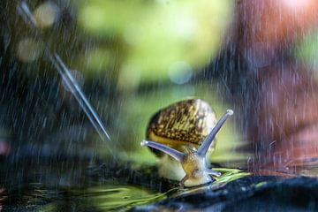 Snail with splash by Willian Goedhart