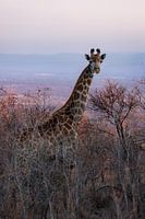 Frau Giraffe
