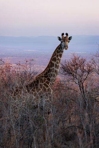 Frau Giraffe von Willemke de Bruin