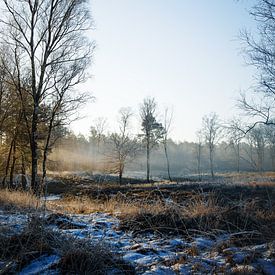 Veluwe winter tafereel van Tim Annink