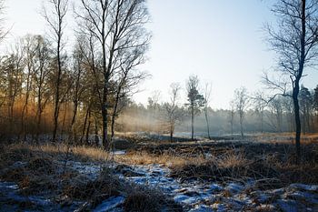 Veluwe winter tafereel
