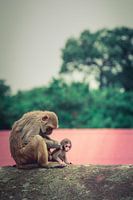 Monkey family