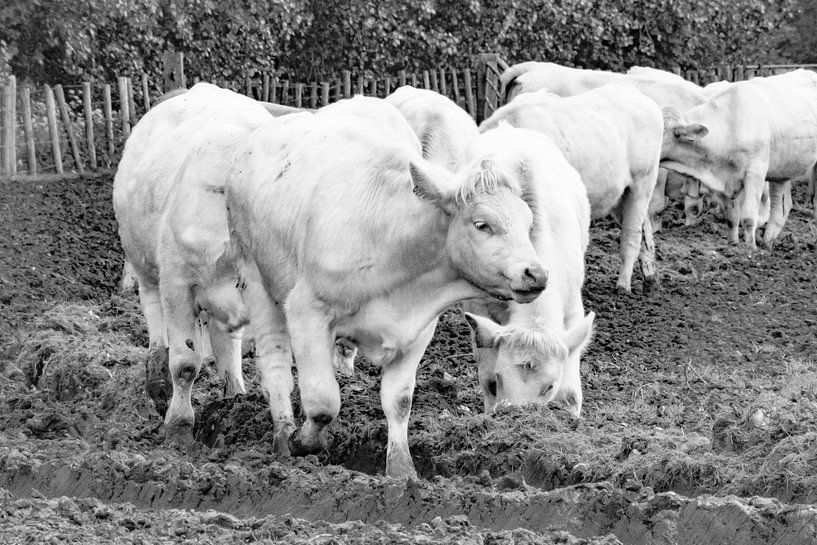 Vaches par Truckpowerr