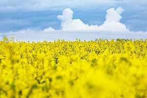 Canola field with clouds in the sky van Rico Ködder