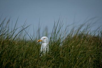 Mouette obstruée sur Yvonne van Leeuwen