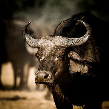 Buffel in het wild van Omega Fotografie