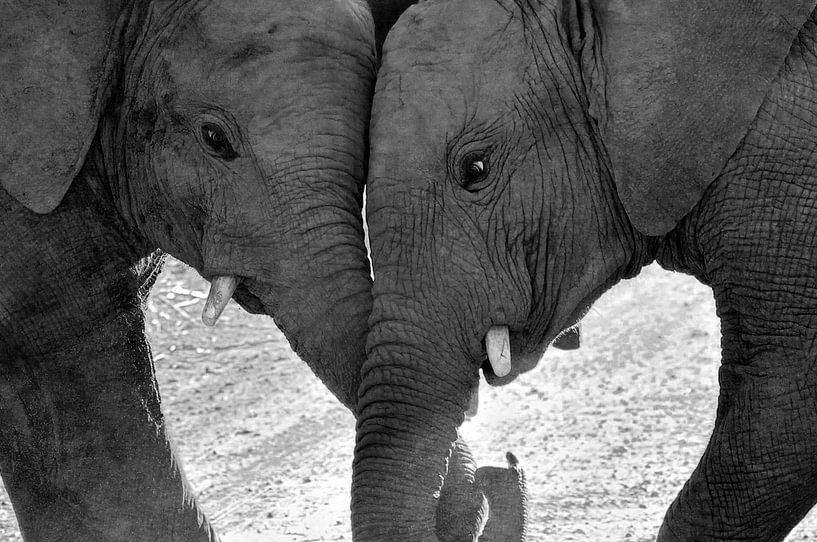 Strolling elephants. by Marjo Snellenburg