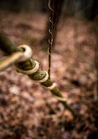 Wind around branch
