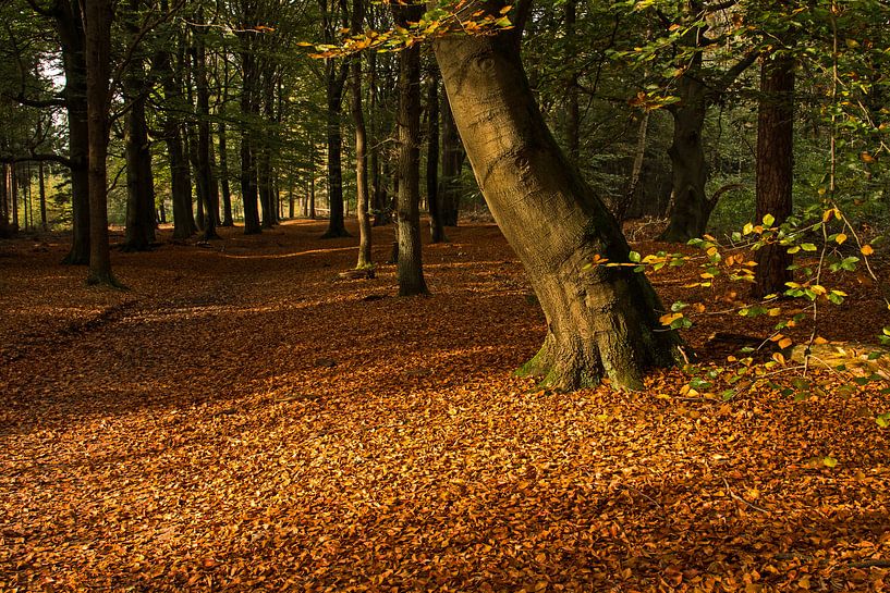 Herfst in de Kaapse Bossen by René Vogel