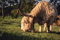 Bull van SJ Media thumbnail