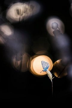 A Common Blue on a nice Mondayevening van Bob Daalder