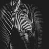 Africa Black: Zebra by Jack Soffers