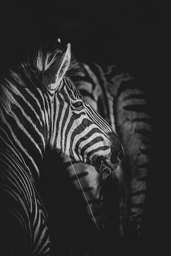Africa Black: Zebra by Jack Soffers