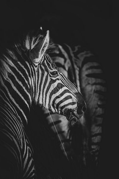 Africa Black: Zebra by Jack Soffers