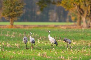 Kranichvögel beim Ausruhen und Füttern auf einem Feld während des Herbstzuges