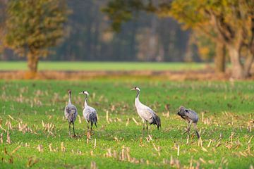 Kraanvogels rusten en eten in een veld tijdens de herfstmigratie