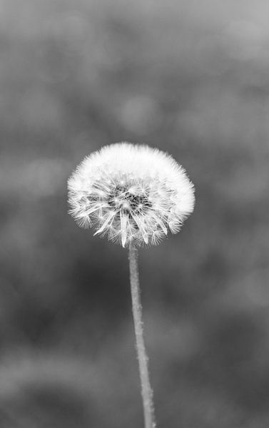Horse Plume by Anouk Peeters