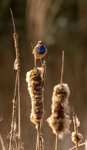 Blauwborst zingend tussen het riet. van Wouter Van der Zwan