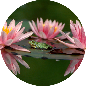 Groene kikker tussen de roze waterlelies. van Paul van Gaalen, natuurfotograaf