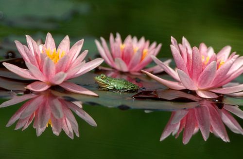 Green frog among pink water lilies.