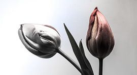 Two Tulip by Olis-Art