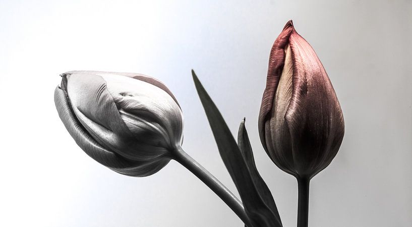 Two Tulip von Olis-Art