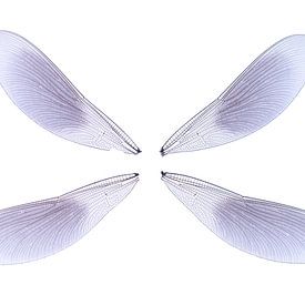Flügel der Wiesen-Libelle von Douwe Schut