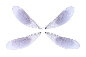 Ailes de la libellule des prairies