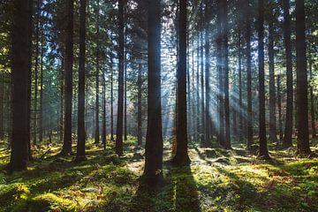 Märchenwald im Nebel von Steffen Gierok