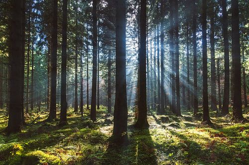Sprookjesbos in de mist