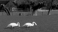 Goose in black and white