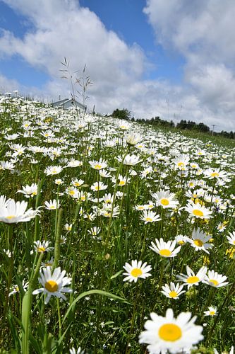 A field of daisies in summer