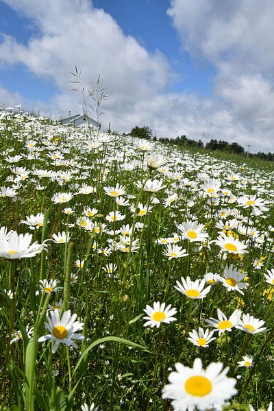 A field of daisies in summer by Claude Laprise