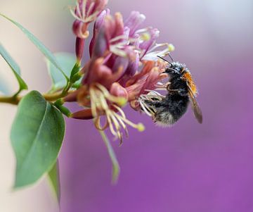 busy bee on honeysuckle flower by Marika Rentier