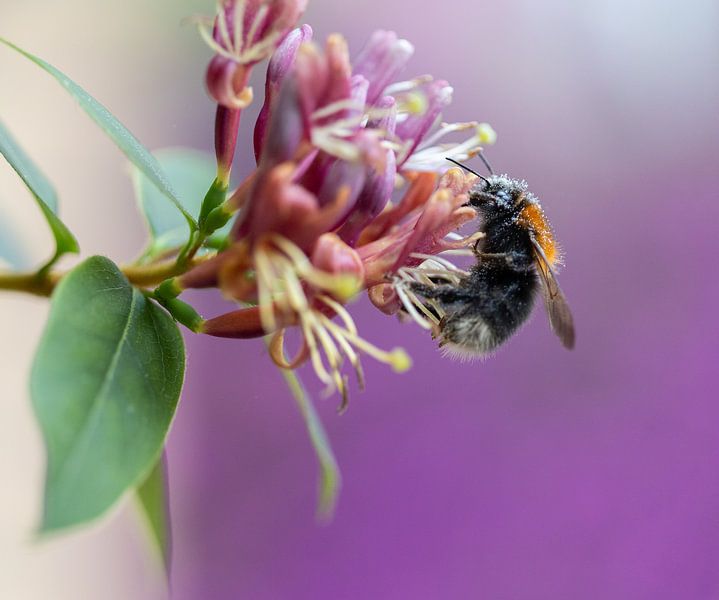 busy bee on honeysuckle flower by Marika Rentier