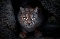 Lynx est un gros chat assis par terre et qui, ironiquement, vous regarde droit dans les yeux. En gro par Michael Semenov Aperçu