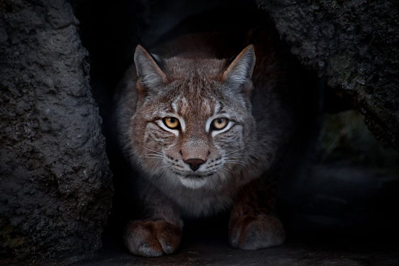 Lynx est un gros chat assis par terre et qui, ironiquement, vous regarde droit dans les yeux. En gro par Michael Semenov