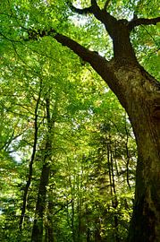 Ein großer Baum im Wald. von Corinne Welp