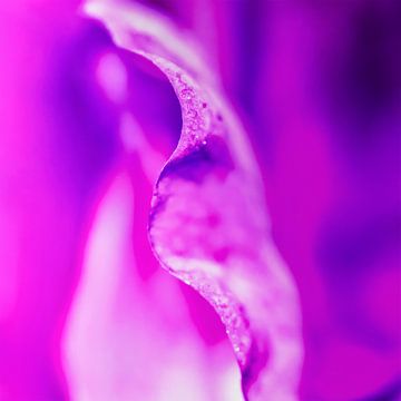 Paarse bloemdetail van FotoSynthese