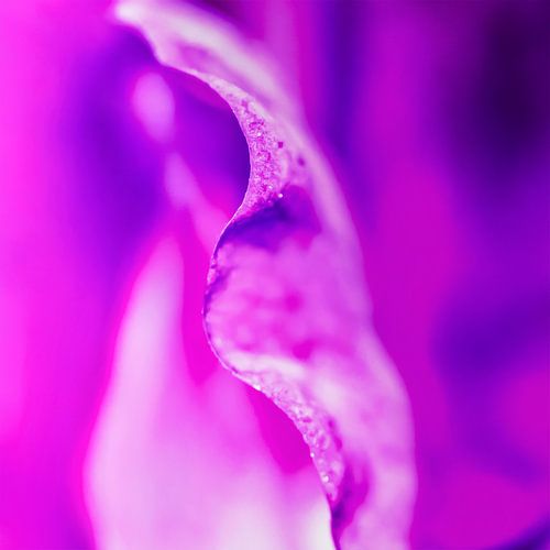 Détail de la fleur violette sur FotoSynthese