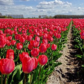 Roten Niederländisch Tulpe von Chris Gottenbos