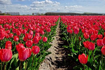 Red Dutch tulips van Chris Gottenbos
