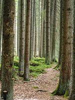 Fairytale Forest