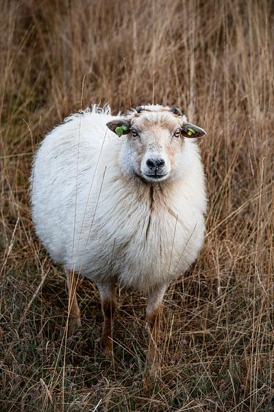 Fluffy individual by Anna Koek
