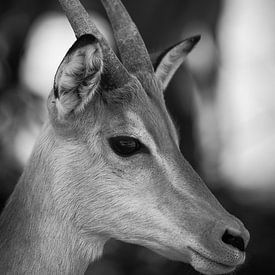 Impala sur Ed Dorrestein