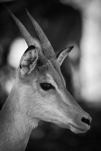 Impala sur Ed Dorrestein