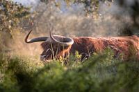 Schotse hooglander in Noordhollands Duinreservaat